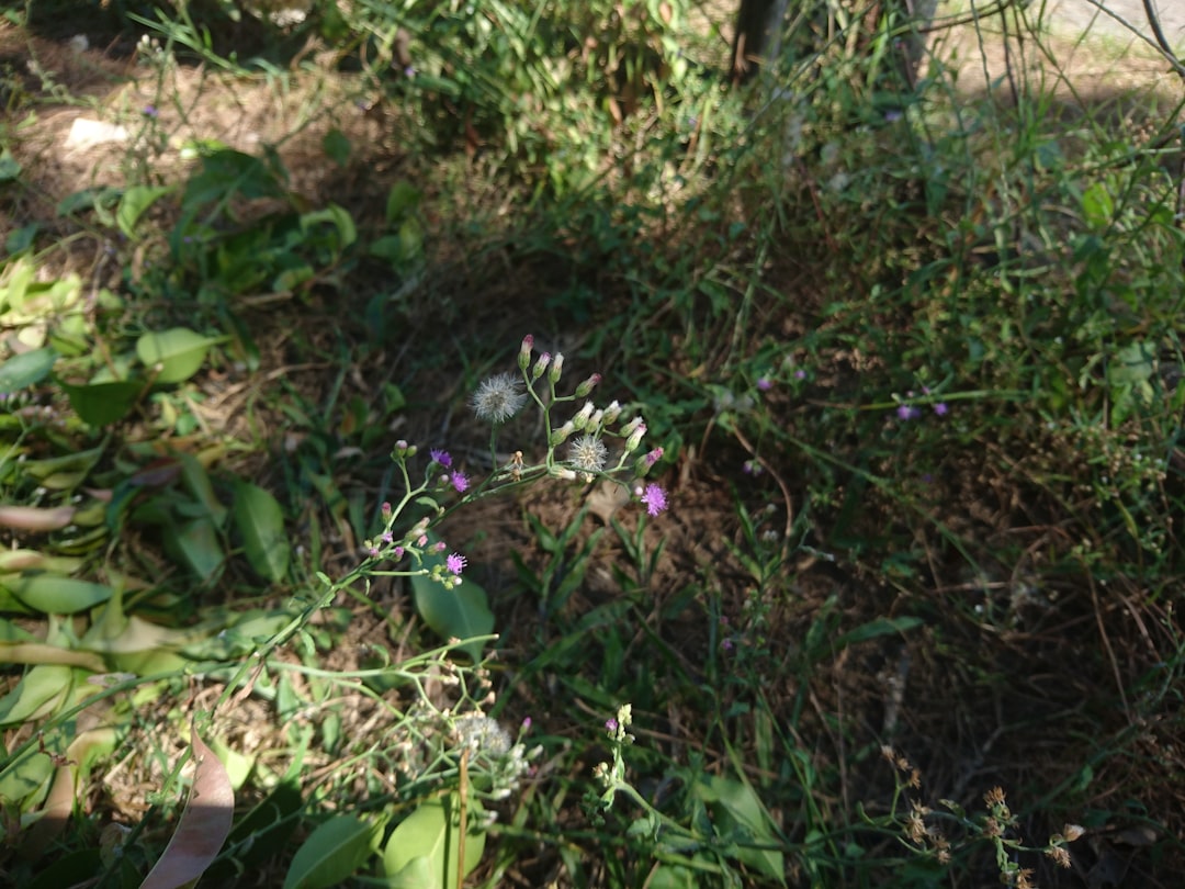The Secrets to a Thriving Lawn