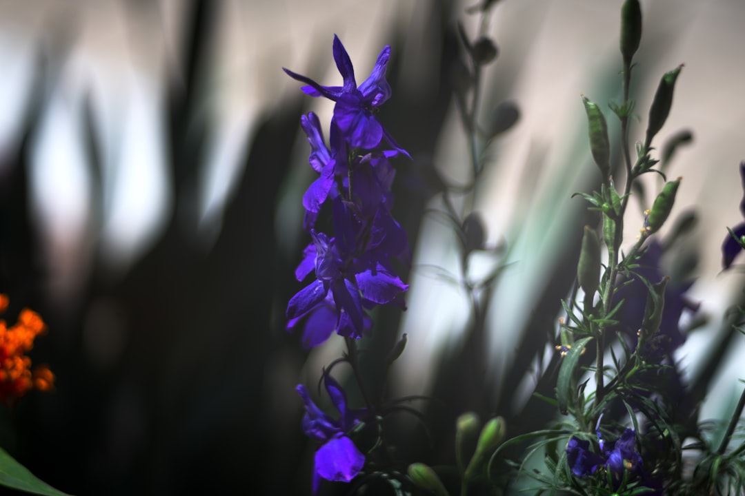 Transform Your Yard into a Hummingbird Haven with a DIY Feeder