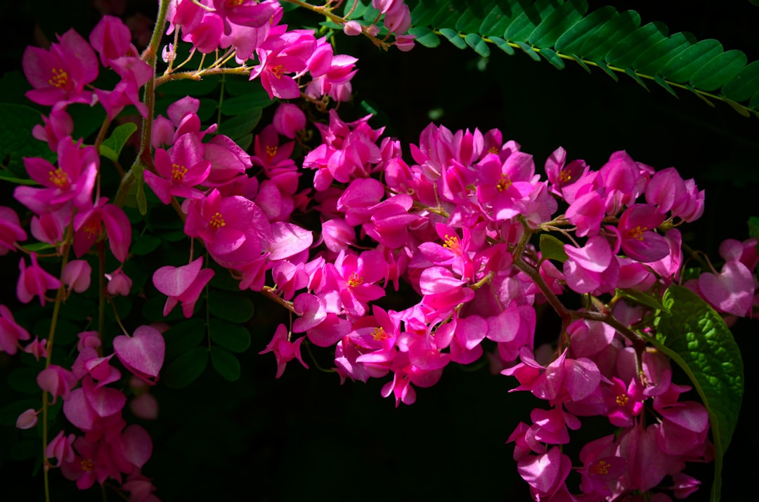 Unleash the Magic of Christmas Cactus Propagation