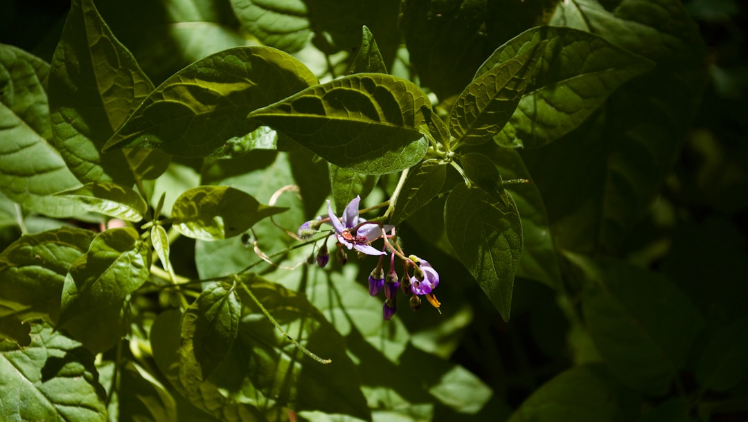 Unveiling the Secrets to Bug - Free Houseplants