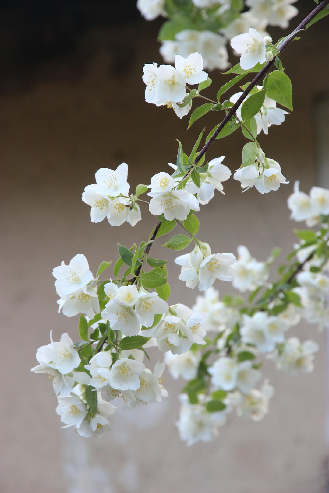 The Secret to a Effortless Summer Garden Floral Display