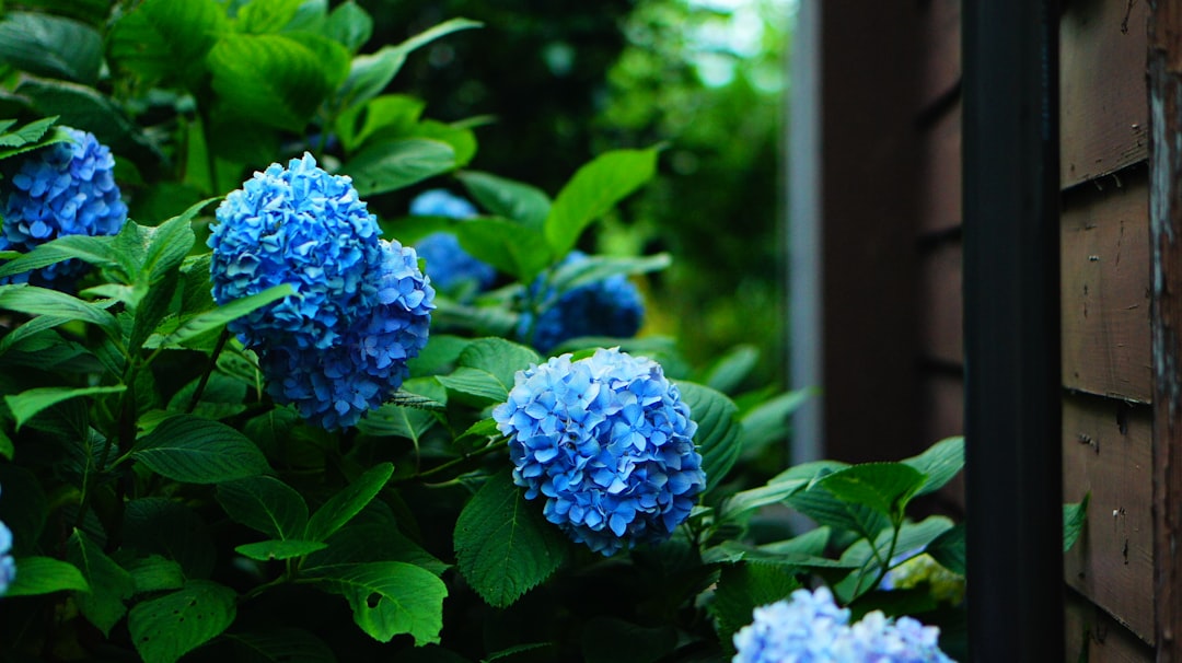 The Hidden Dangers of Popular Groundcover Plants