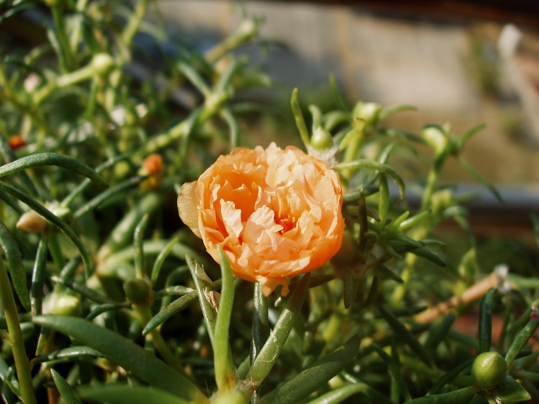 Revive Your Succulents: A Comprehensive Guide to Fixing Damaged Plants