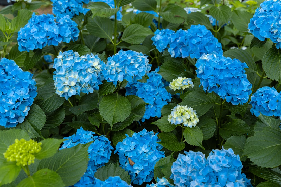 Unleashing the Winter Magic in Container Gardens