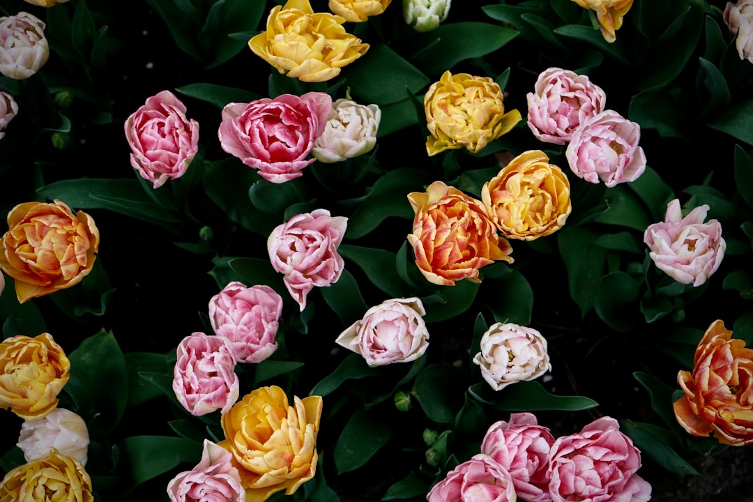 The Magic of Baking Soda in Your Garden