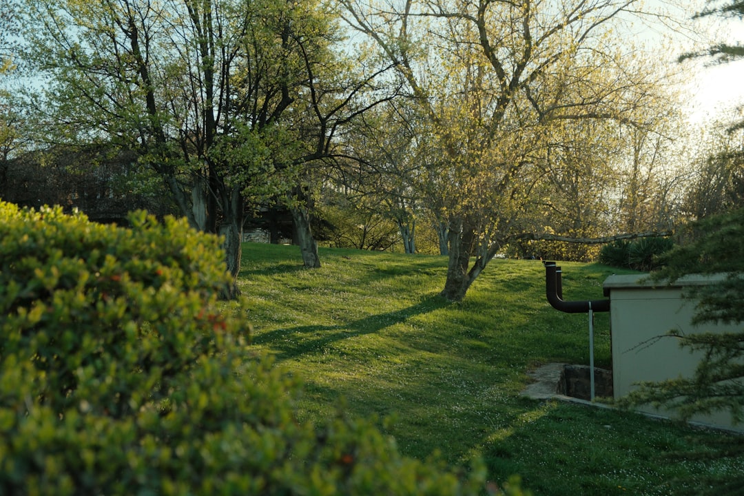 The Secret Weapon for a Weed - Free Lawn: Homemade Weed Killers
