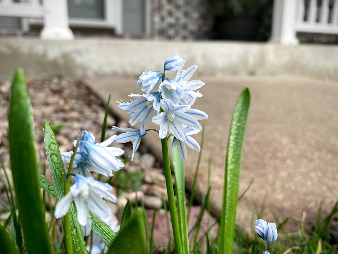 The Enchanting World of Hyacinth Bulbs in Your Garden