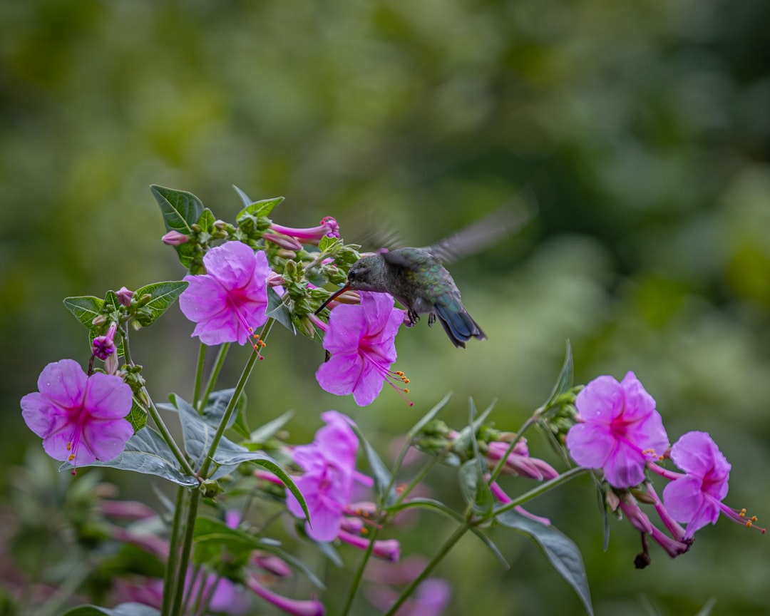 Unveiling the Secret to a Hummingbird - Filled Flower Garden