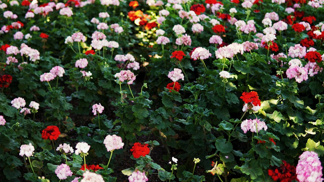 The Allure of Asters in Your Garden