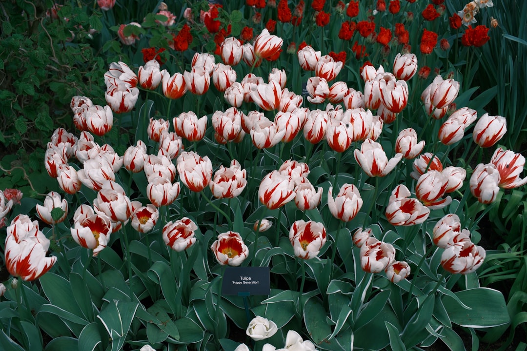 The Enigmatic World of Tulips