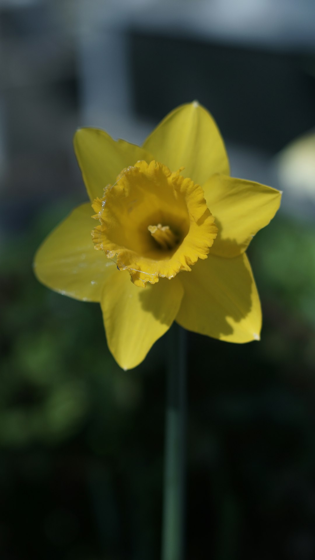 Preserving Your Yard's Beauty in Winter's Salty Grip