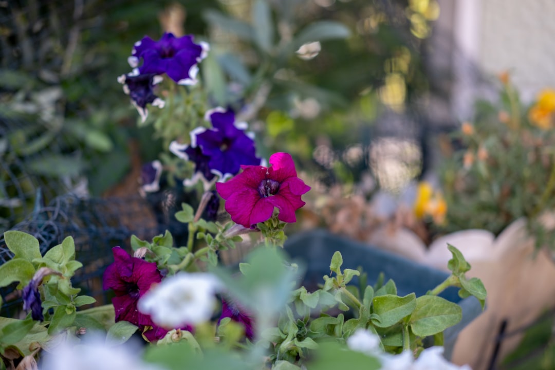 The Charm of Perennial Sunflowers in Your Garden