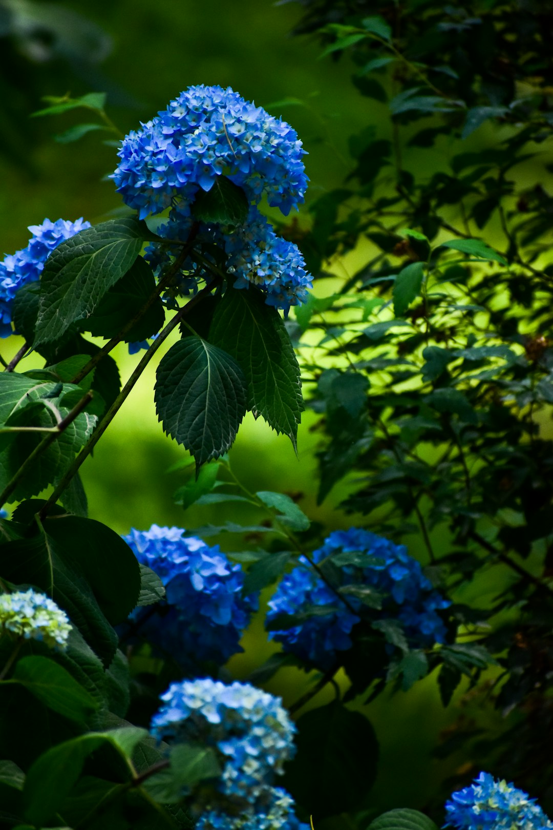Transform Your Garden with the Serenity of Blue Blooms