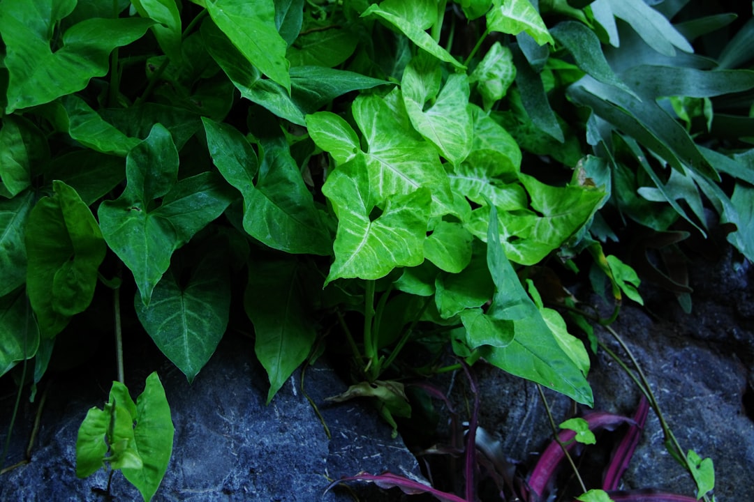 The Magic of Low - Maintenance Shade Trees in Your Landscape