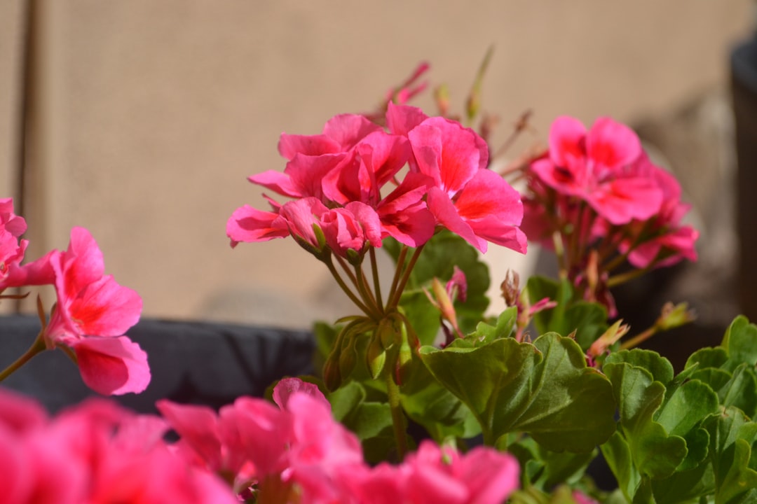 The Golden Herald of Spring