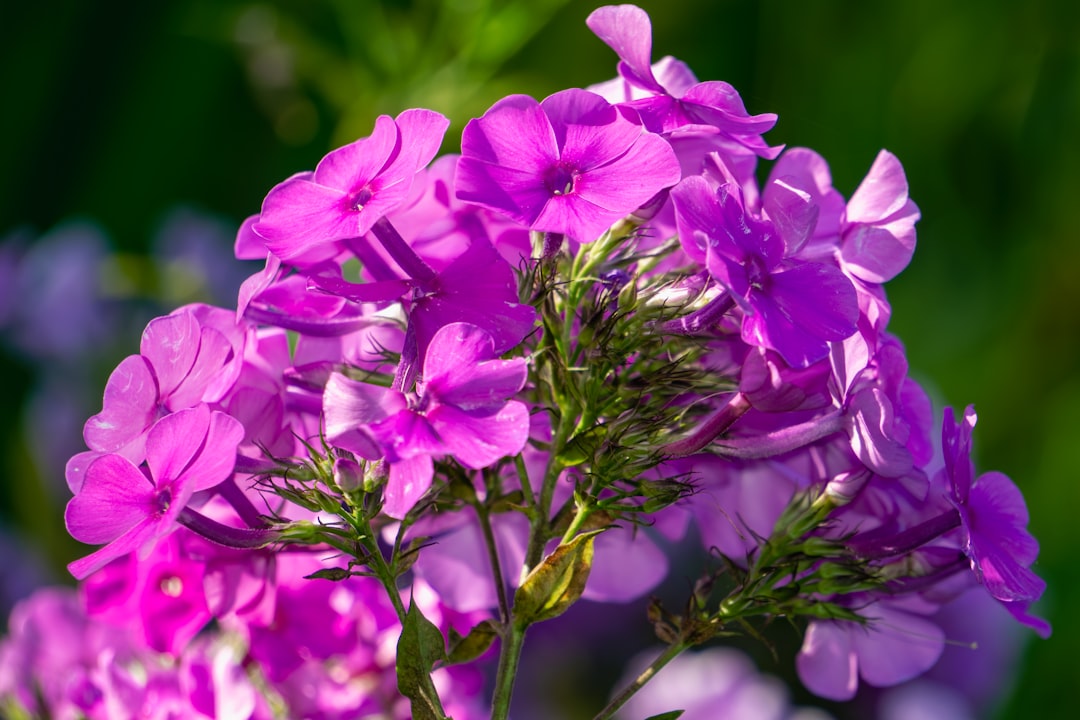 Fall Planting: The Secret to a Springtime Yard Paradise