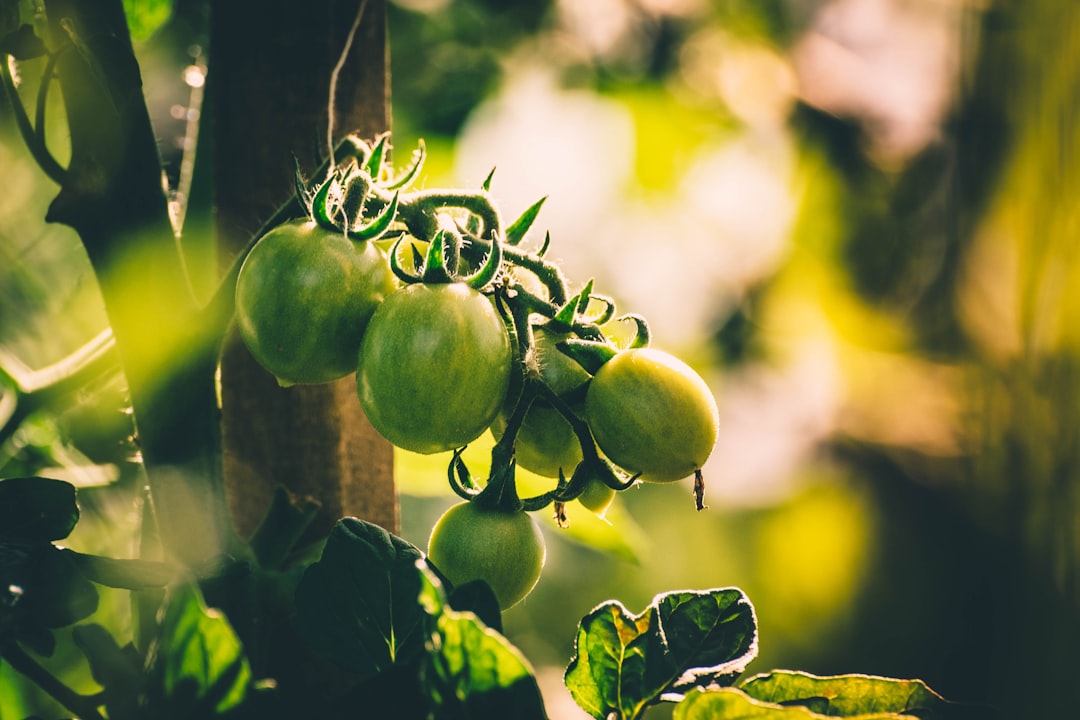 Unveiling the Secrets of Coffee Grounds in Garden Pest Control