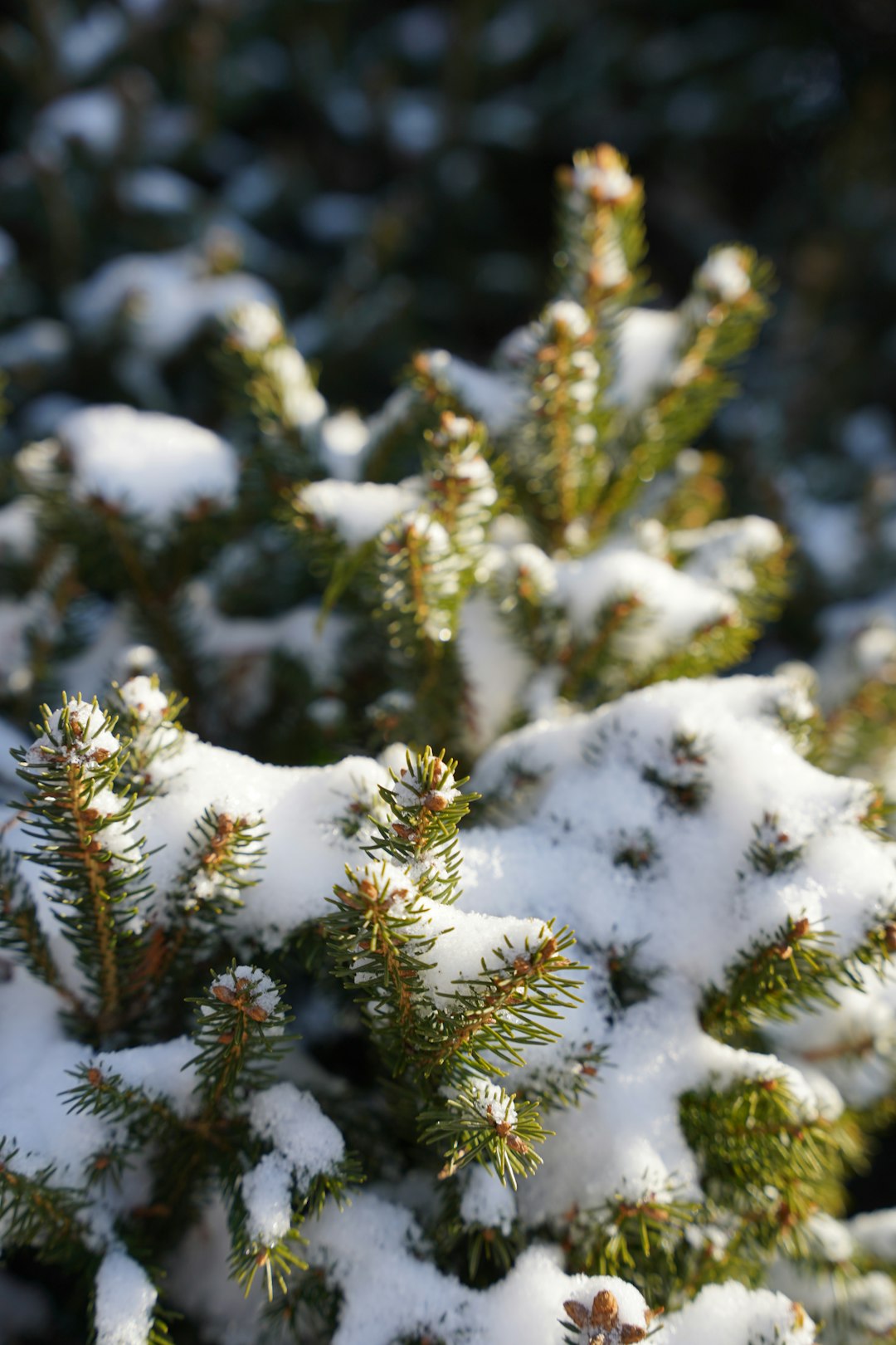 Fall Invaders: Banishing Boxelder Bugs from Your Home