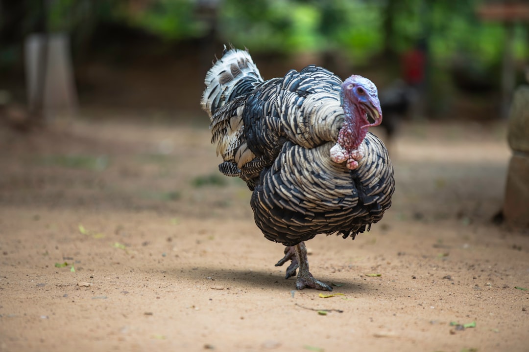 Reviving the Old - School Kitchen Gem: The Butter Crock