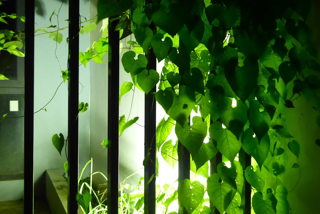 The Winter Hydration Secrets for Your Indoor Green Friends