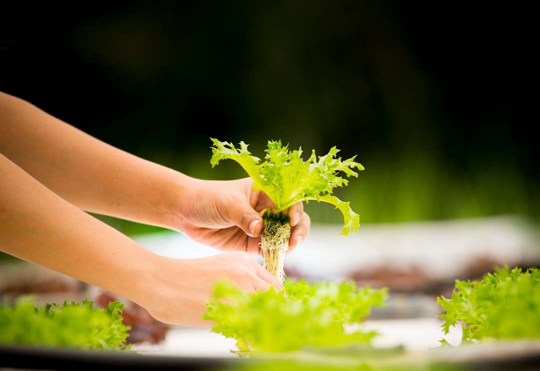 The Secret to Repotting Succulents Like a Pro
