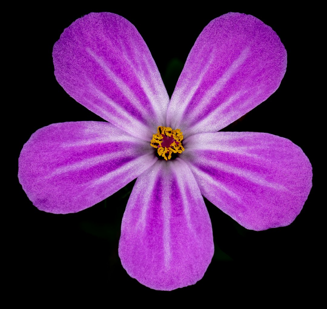 The Enchanting Allure of Black - Eyed Susan Vine