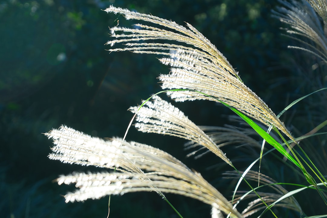 The Ideal Depth for Raised Garden Beds: A Key to Bountiful Edibles