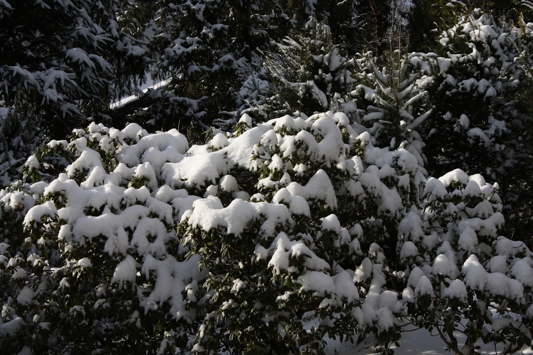 The Hidden Dangers of Bradford Pear Trees in Your Garden