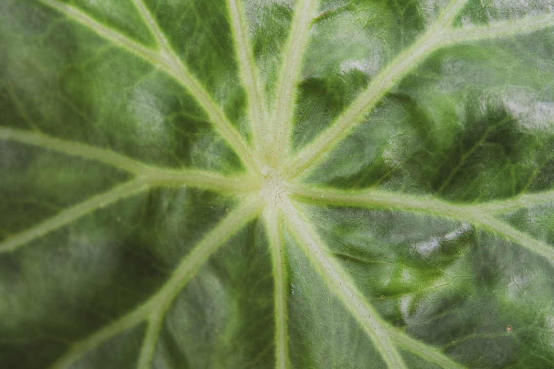Year - Round Strawberry Delights: Indoor Gardening Magic