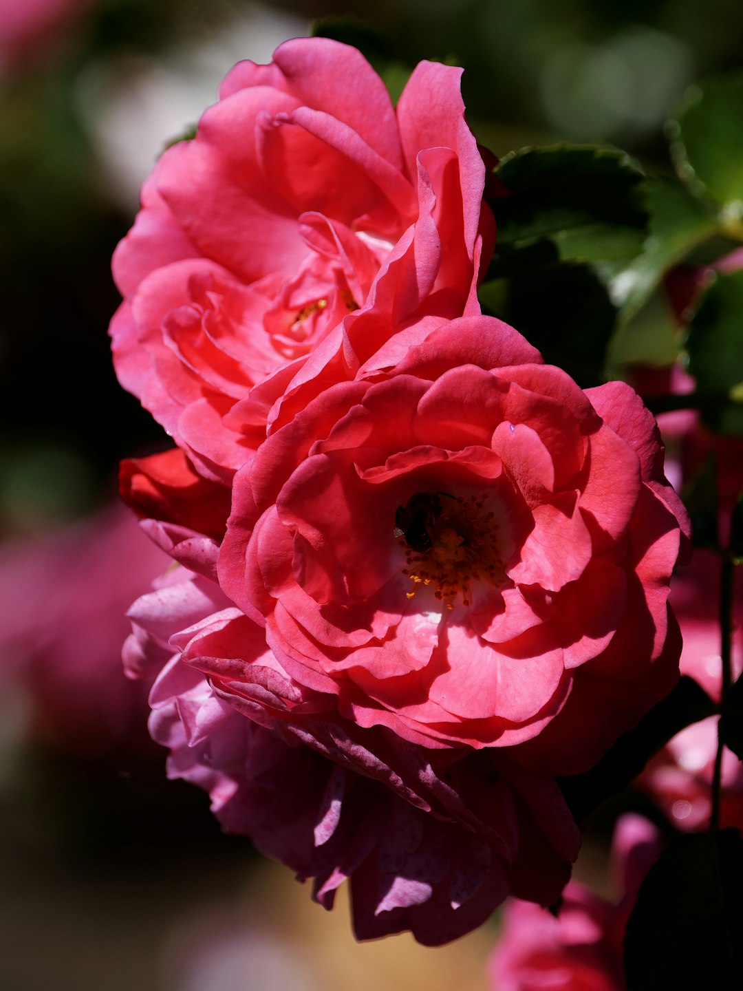 Unveiling the Secrets of Mandevilla Care