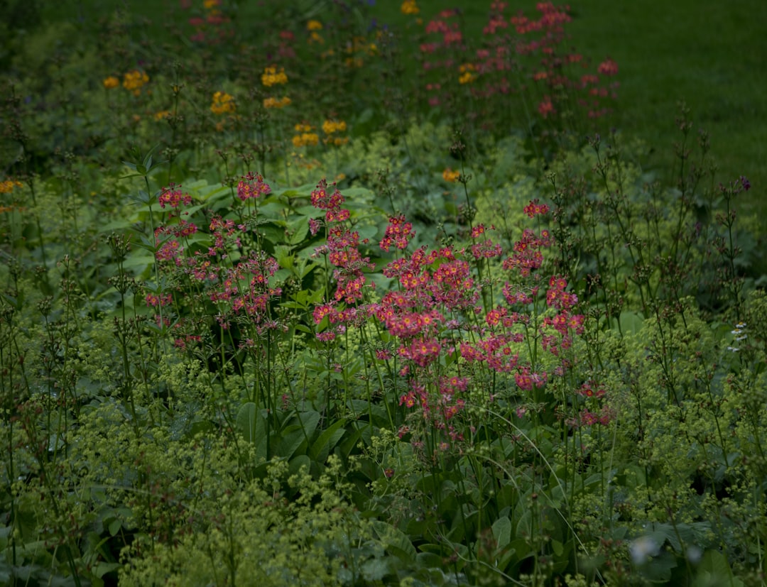 Thriving Gardens Amidst Summer Challenges