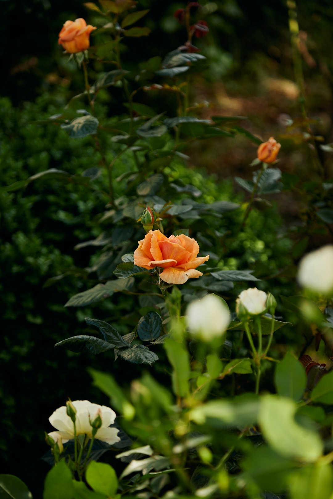 Winter Wonders: Boosting Houseplant Propagation Success