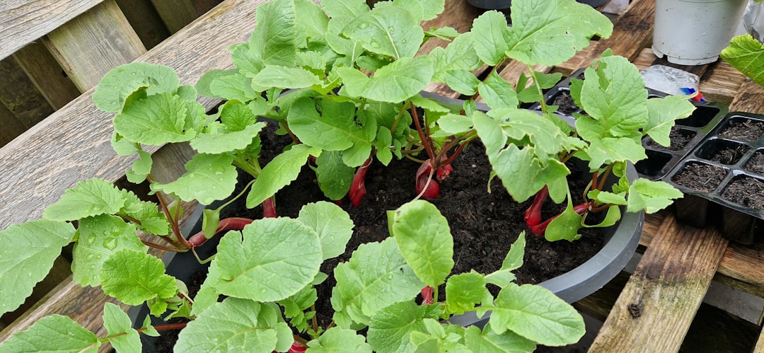 The Secret to a Thriving Nasturtium Garden