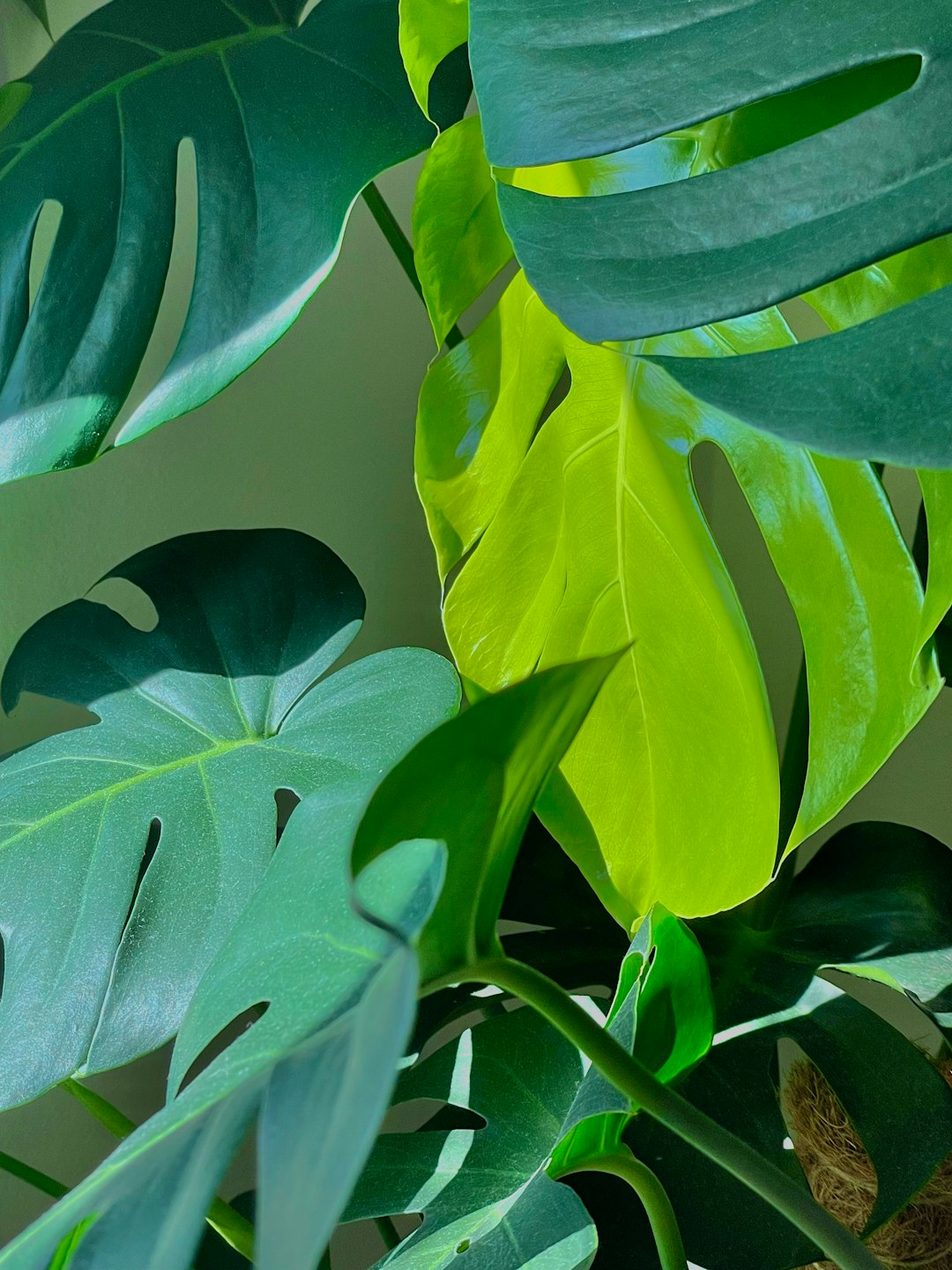 Brightening Your Winter Garden with Colorful Blooms