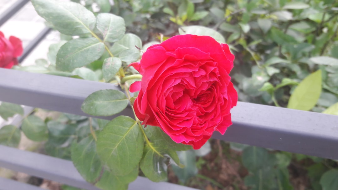 Transform Your Yard into a Floral Paradise This Summer
