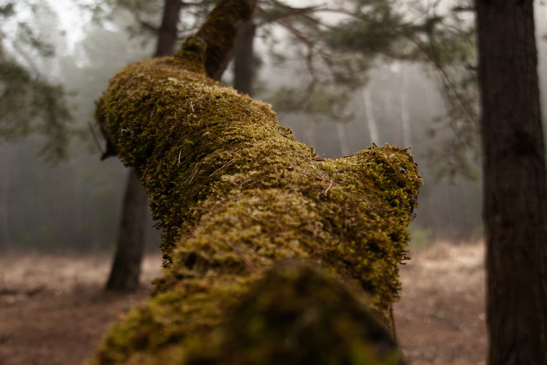 The Art of Pruning Peach Trees for Bountiful Harvests