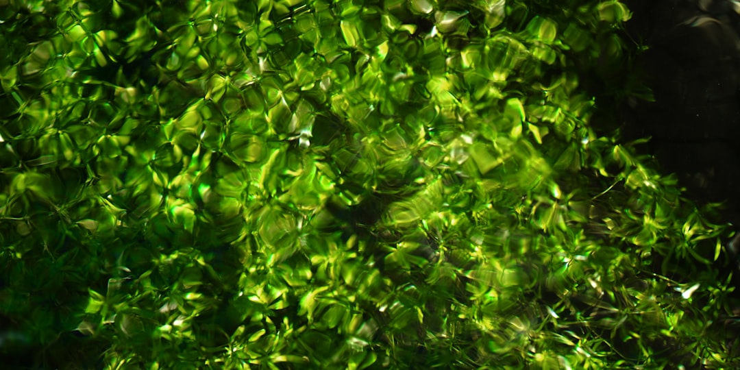 The Enigmatic Aquatic Fern: Water Clover in Landscaping