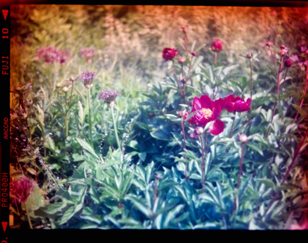 The Secret of Celery Regrowth: A Money - Saving and Waste - Reducing Hack The Secret of Celery Regrowth: A Money - Saving and Waste - Reducing Hack