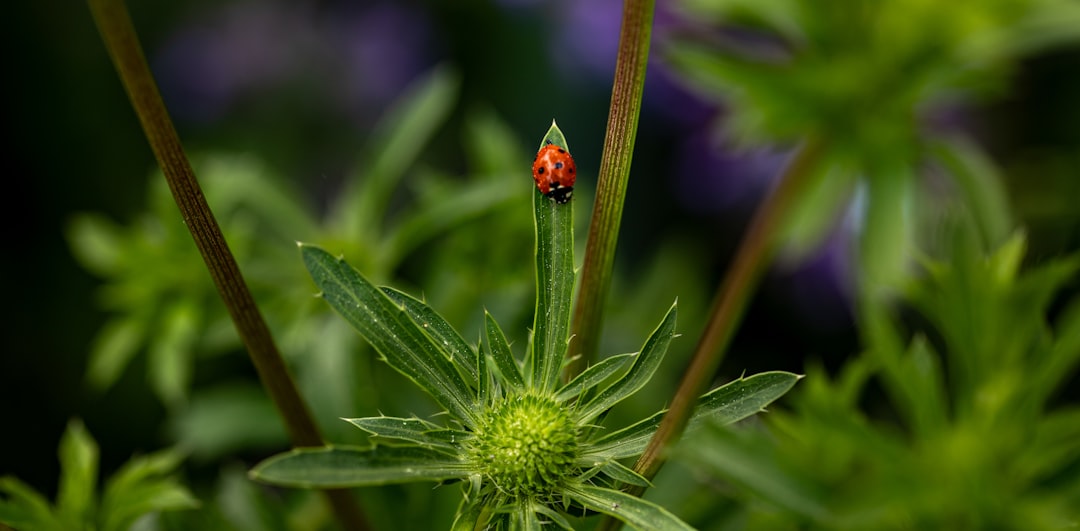 Unleash the Magic of DIY Yard Fertilizers