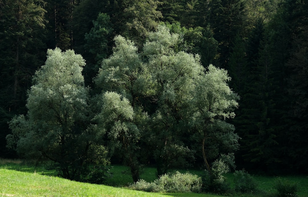 The Secret to a Thriving Yard: Fall Pruning Do's and Don'ts