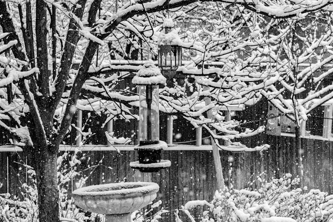 The Enchanting Allure of the Japanese Snowbell in Your Garden