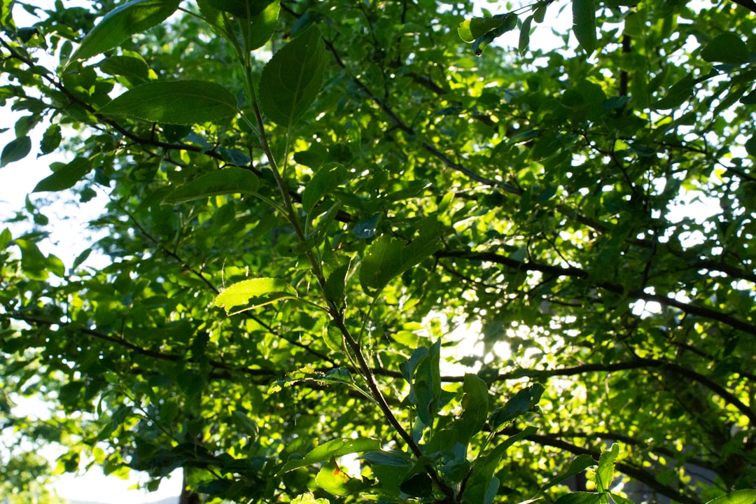 The Hidden Benefits of Grass Clippings in Your Yard