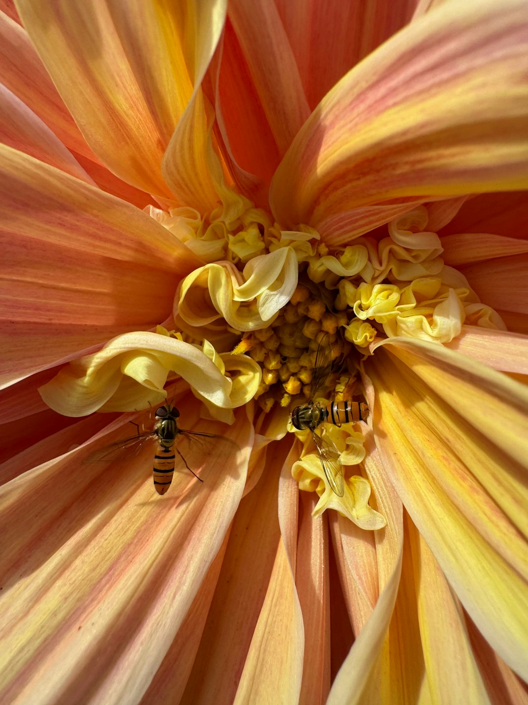Unleashing the Bounty of Your Vegetable Garden