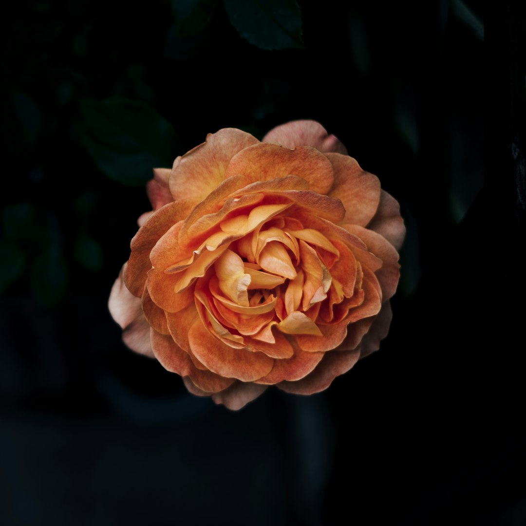 Transform Your Yard into a Floral Paradise