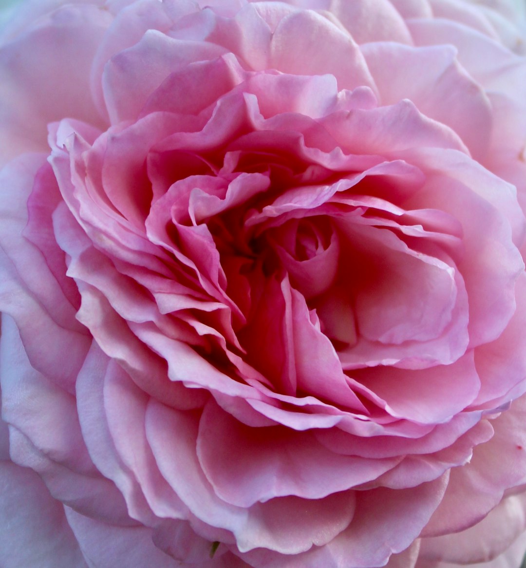 The Secret Relationship Between Ants and Peonies: Friend or Foe?