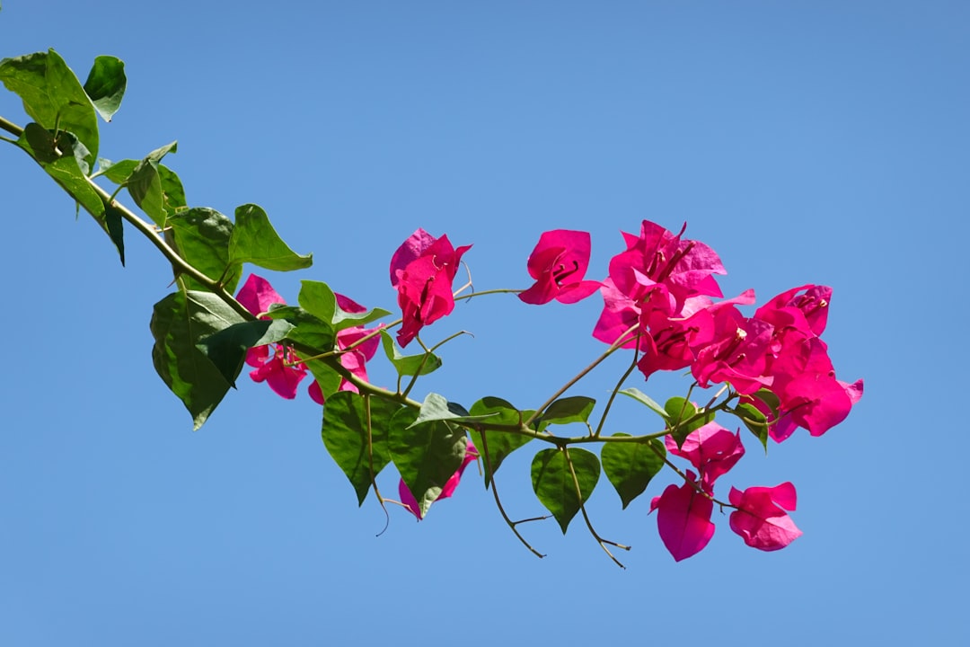 Secrets to a Thriving Perennial Garden After Winter
