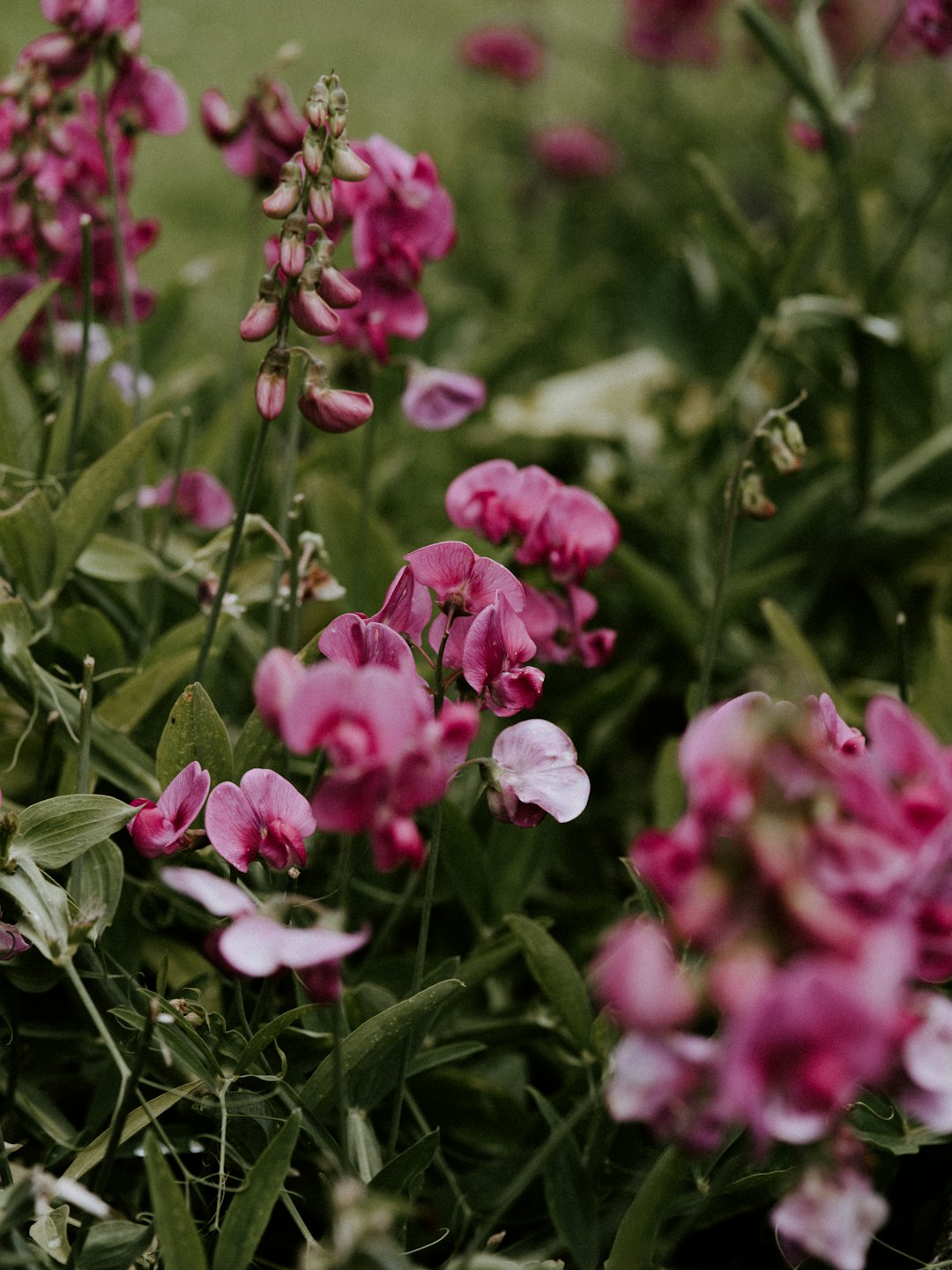 The Secret to Luscious Blueberries: Perfect Soil pH