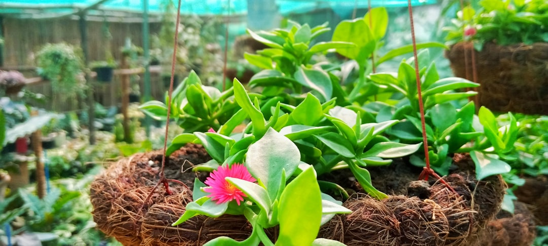 The Secret to Early - Blooming Peonies and Long - Term Thriving