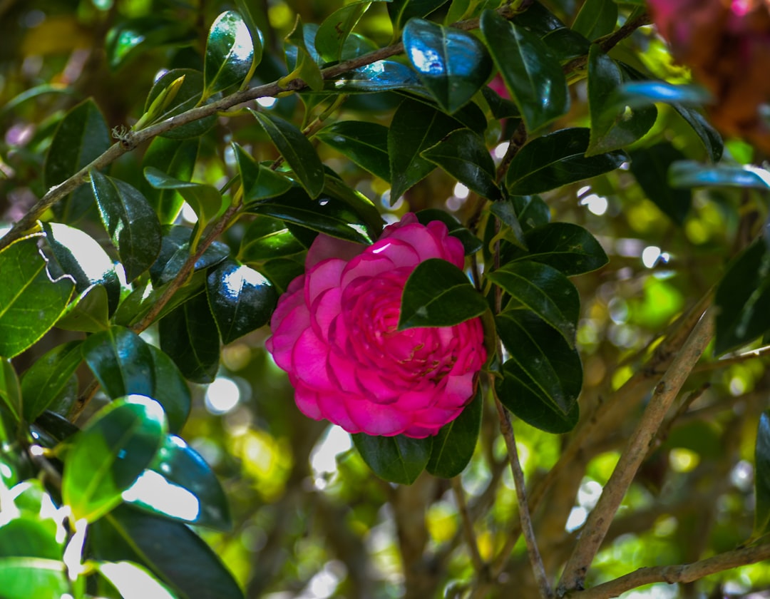Unleashing the Magic of Growing Your Own Lemon Tree