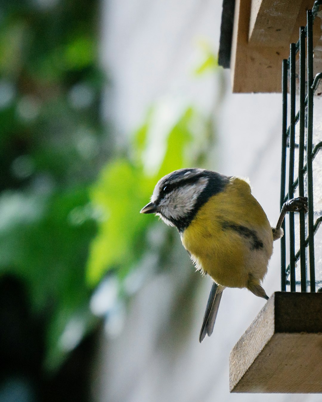 The Art of Spring Yard Cleanup: A Boon for Pollinators